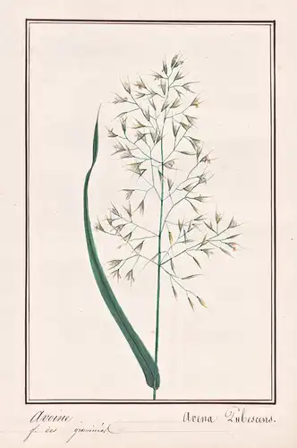 Avoine / Avena Pubescens - Flaumiger Wiesenhafer downy oat-grass Flaumhafer / Botanik botany / Blume flower /