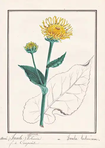 Aunee heleniere = Inula helenium - Echter Alant horse-heal elfdock / Botanik botany / Blume flower / Pflanze p