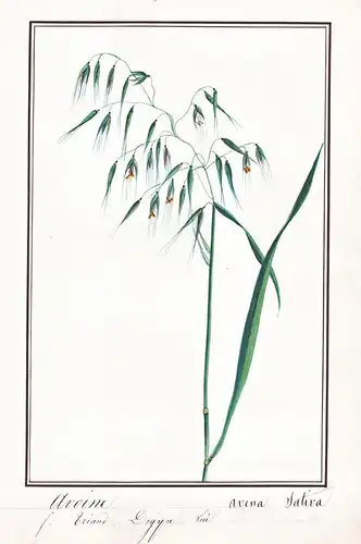 Avoine / Avena Sativa - Echter Hafer oat / Botanik botany / Blume flower / Pflanze plant