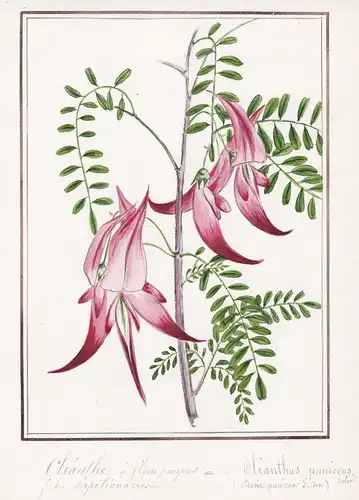 Clianthe a fleurs pourpre / Clianthus puniceus - Papageienschnabel kaka beak Ruhmesblume / Botanik botany / Bl