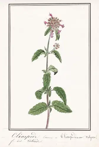 Clinopode commun = Clinopodium vulgare - Wirbeldost wild basil / Botanik botany / Blume flower / Pflanze plant