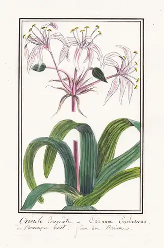 Ceinole Rougeatre = Crinum Erubescens - Amaryllis / Botanik botany / Blume flower / Pflanze plant