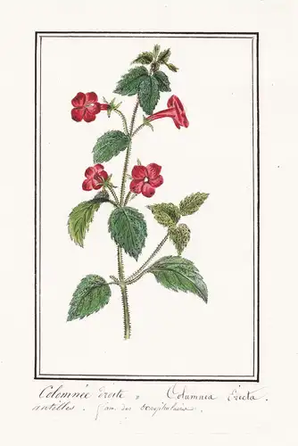 Colomnee droite / Columnea Erecta - Kolumnee Rachenrebe / Botanik botany / Blume flower / Pflanze plant