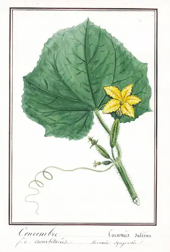 Concombre / Cucumis sativus - Gurke cucumber Kukumer / Botanik botany / Blume flower / Pflanze plant
