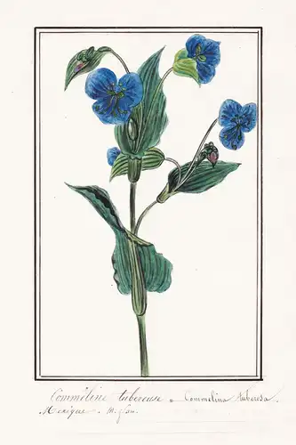 Commeline tuberose = Commelina tuberosa -  Botanik botany / Blume flower / Pflanze plant