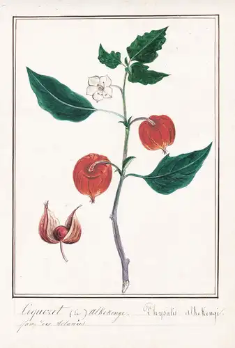 Coqueret alkekenge / Physalis alkekengi - Lampionblume bladder cherry / Botanik botany / Blume flower / Pflanz