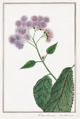 Conoclinium Genthinum - Nebelblume mistflowers / Botanik botany / Blume flower / Pflanze plant