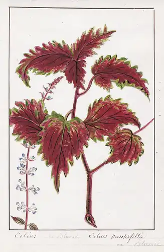 Coleus / Coleus versetrafeltie - Buntnessel painted nettle / Botanik botany / Blume flower / Pflanze plant