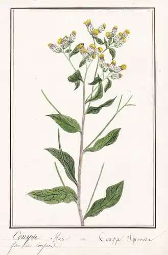 Conyse Rude / Conyza Squarrosa - Dürrwurz Dürrwurz-Alant / Botanik botany / Blume flower / Pflanze plant