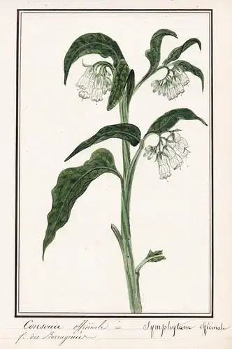 Consoude officinale = Symphytum officinale - Beinwell comfrey / Botanik botany / Blume flower / Pflanze plant