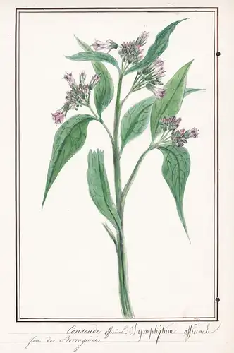Consoude officinale = Symphytum officinale - Beinwell comfrey / Botanik botany / Blume flower / Pflanze plant