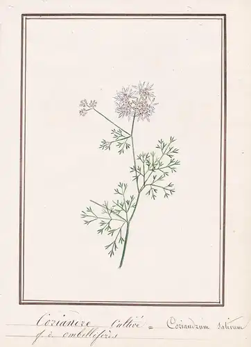 Coriandre cultive = Coriandrum sativum - Koriander Coriander cilantro / Botanik botany / Blume flower / Pflanz