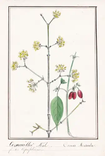 Cornouiller Male / Cornus Mascula - Kornelkirsche cornel Cornelian cherry / Botanik botany / Blume flower / Pf