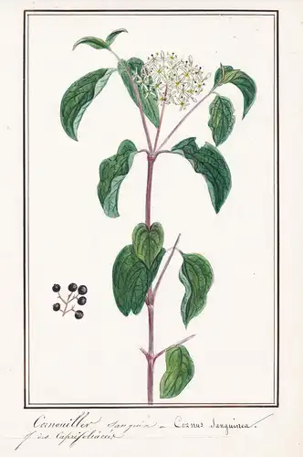 Cornouiller sanguin / Cornus sanguinea - Roter Hartriegel bloody dogwood Hornstrauch / Botanik botany / Blume
