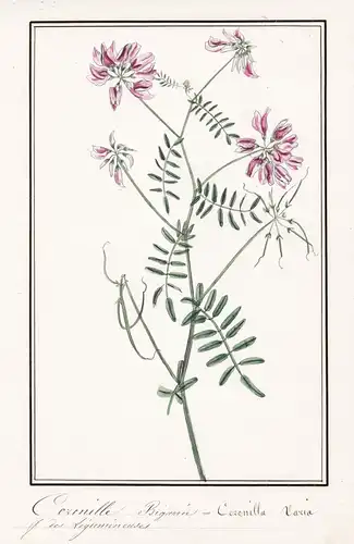 Coronille Bigarree = Coronilla Varia - Bunte Kronwicke crownvetch / Botanik botany / Blume flower / Pflanze pl