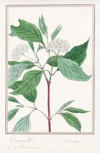 Cornouiller / Cornus - Hartriegel dogwoods Hornstrauch / Botanik botany / Blume flower / Pflanze plant