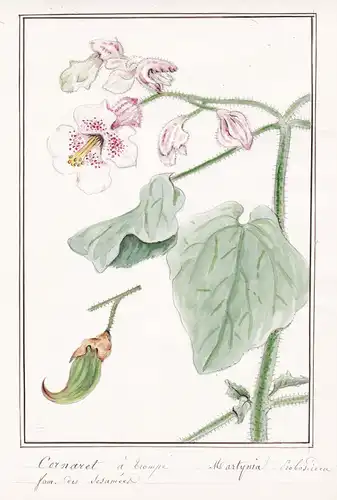 Cornaret a Trompe = Martynia Proboscidea - Martynie Devil's claw Teufelskralle / Botanik botany / Blume flower