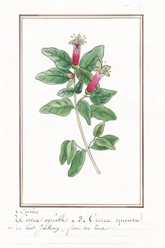 Correa agreable = Correa speciosa -  Botanik botany / Blume flower / Pflanze plant