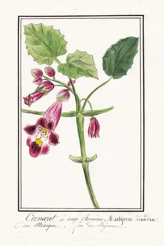 Cornaret a deux Etamines = Martynia diandra - Martynie Devil's claw Teufelskralle / Botanik botany / Blume flo