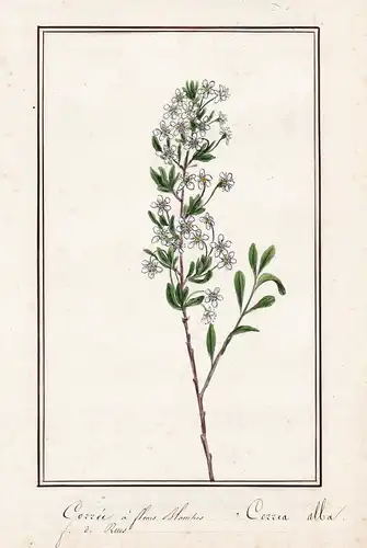 Corree a fleurs blanches = Correa alba -  Botanik botany / Blume flower / Pflanze plant