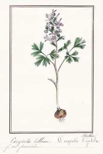 Corydales balbeuse / Corydalis digitala - Lerchensporn / Botanik botany / Blume flower / Pflanze plant
