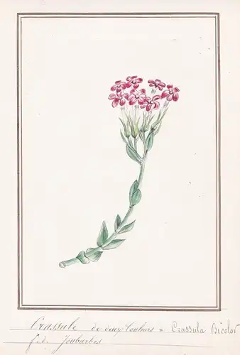 Crassule de deux Couleurs = Crassula Bicolor - Dickblatt / Botanik botany / Blume flower / Pflanze plant