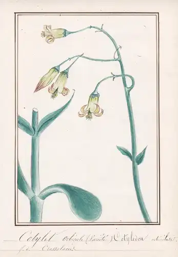 Cotylet orbicule = Cotyledon orbiculata - pig's ear round-leafed navel-wort Dickblatt / Botanik botany / Blume