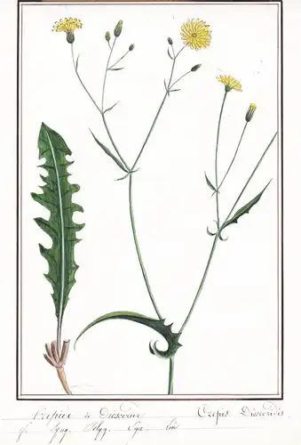 Crepide de Dioscoride / Crepis Dioscoridis - Pippau hawksbeard hawk's-beard / Botanik botany / Blume flower /