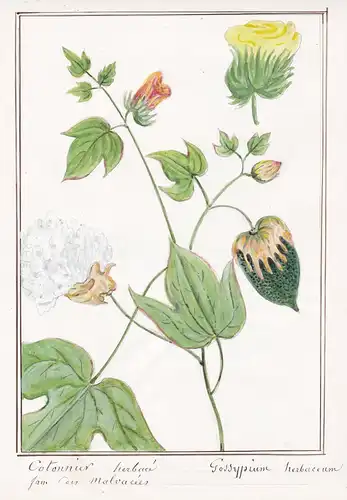 Cotonnier herbace = Gossypium herbaceum - Baumwolle Levant cotton / Botanik botany / Blume flower / Pflanze pl