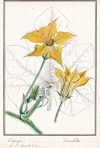 Courge / Cucurbita - Kürbis pumpkin squash / Botanik botany / Blume flower / Pflanze plant
