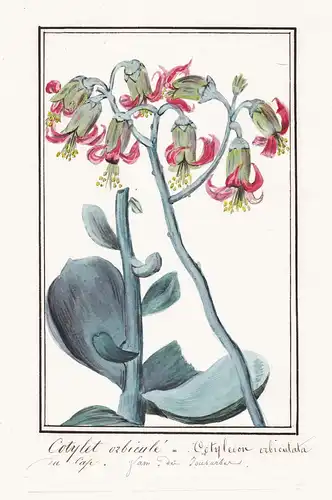 Cotylet orbicule = Cotyledon orbiculata - pig's ear round-leafed navel-wort Dickblatt / Botanik botany / Blume