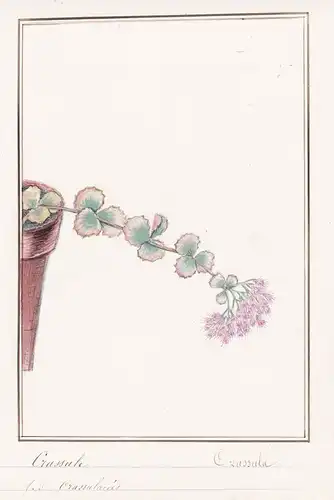 Crassule / Crassula - Dickblatt / Botanik botany / Blume flower / Pflanze plant