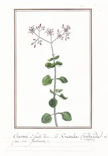 Crassule a feuilles Pondes / Crassula Pellucida - Dickblatt / Botanik botany / Blume flower / Pflanze plant