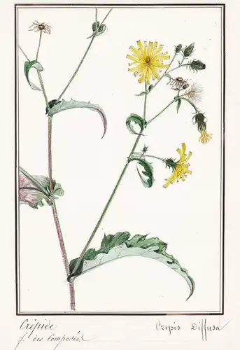 Crepide / Crepis Diffusa - Pippau hawksbeard hawk's-beard / Botanik botany / Blume flower / Pflanze plant