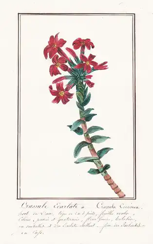 Crassule Ecarlate = Crassula Coccinea - Dickblatt / Botanik botany / Blume flower / Pflanze plant