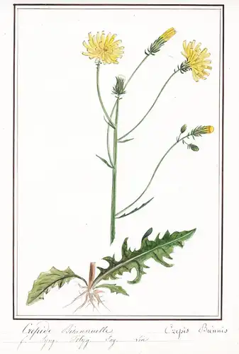 Crepide Biannuel / Crepis Biennis - Pippau hawksbeard hawk's-beard / Botanik botany / Blume flower / Pflanze p
