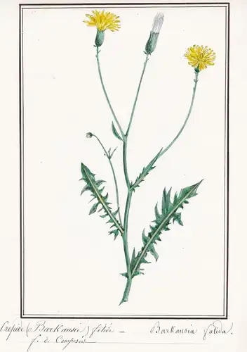 Crepide fetide / Crepis foetida - Mohnblatt-Pippau hawksbeard hawk's-beard / Botanik botany / Blume flower / P