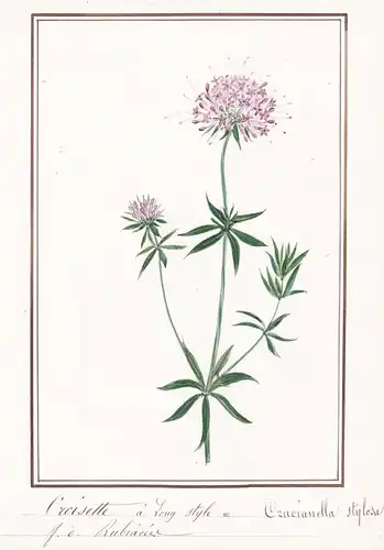 Croisette a Long style = Crucianella stylosa - Rosenwaldmeister large-styled crosswort / Botanik botany / Blum