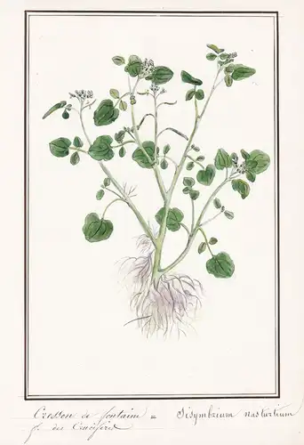 Cresson de fontaine / Sisymbrium nasturtium - Brunnenkresse watercress / Botanik botany / Blume flower / Pflan