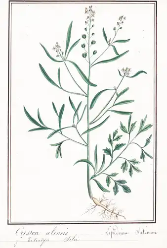 Cresson alenois / Lepidium Sativum - Garten-Kresse garden cress / Botanik botany / Blume flower / Pflanze plan