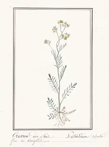 Cresson des Bois / Nasturtium Sylvestra - Kresse cress / Botanik botany / Blume flower / Pflanze plant
