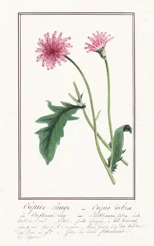 Crepide rouge / Crepis Rubra - Roter Pippau red hawksbeard pink hawk's-beard / Botanik botany / Blume flower /