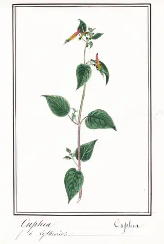 Cuphea - Zigarettenblümchen / Botanik botany / Blume flower / Pflanze plant