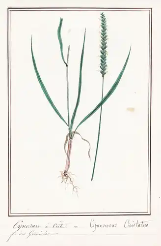 Cynosure a Crete = Cynosurus Cristatus - Wiesen-Kammgras crested dog's-tail / Botanik botany / Blume flower /