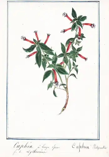 Cuphea a large Eperon / Cuphea Platycentra - Zigarettenblümchen / Botanik botany / Blume flower / Pflanze plan