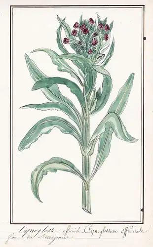 Cynoglosse officinale = Cynoglossum officinale - Hundszunge houndstongue / Botanik botany / Blume flower / Pfl