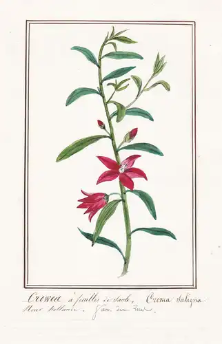 Crowea a feuilles de Saule / Crowea Saligna - Wachsblume / Botanik botany / Blume flower / Pflanze plant