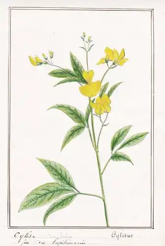 Cytise / Cytisus - Geißklee broom / Botanik botany / Blume flower / Pflanze plant