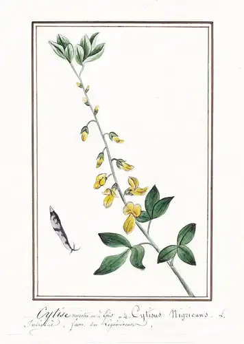 Cytise noiratre / Cytisus nigricans - Schwarzwerdender Geißklee black broom / Botanik botany / Blume flower /