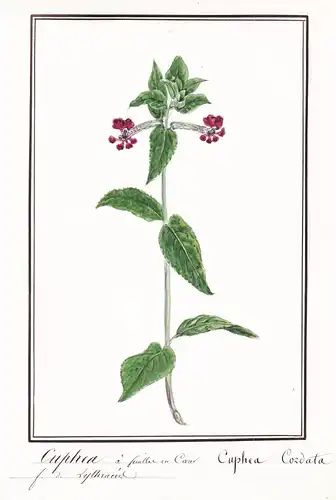 Cuphea a feuilles en Coer = Cuphea cordata - Köcherblümchen / Botanik botany / Blume flower / Pflanze plant